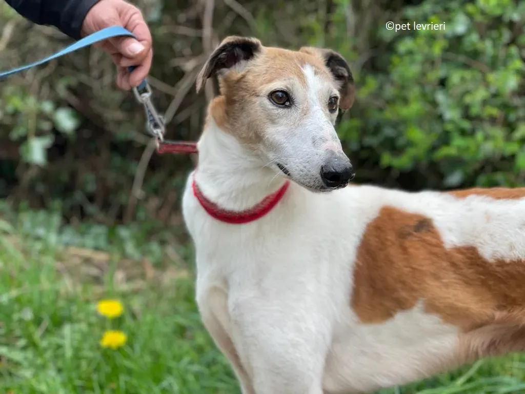 William adozione levriero lurcher saluki5