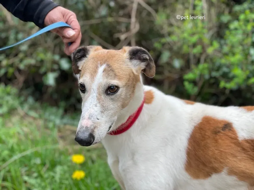 William adozione levriero lurcher saluki6