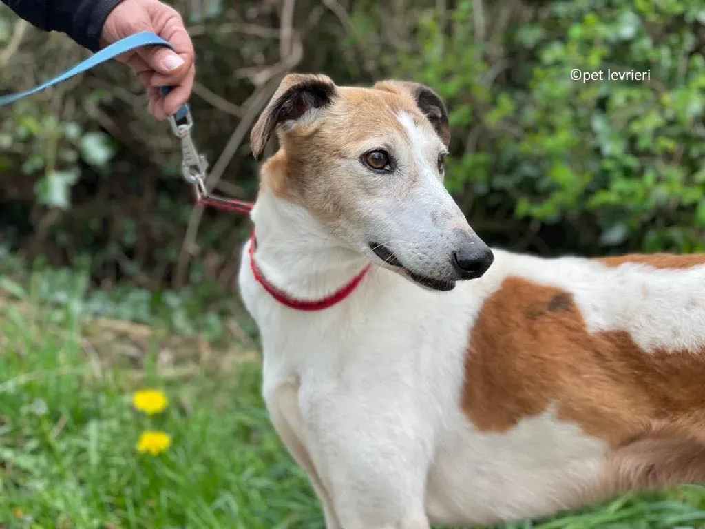 William adozione levriero lurcher saluki7