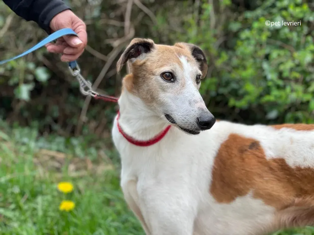 William adozione levriero lurcher saluki8 1