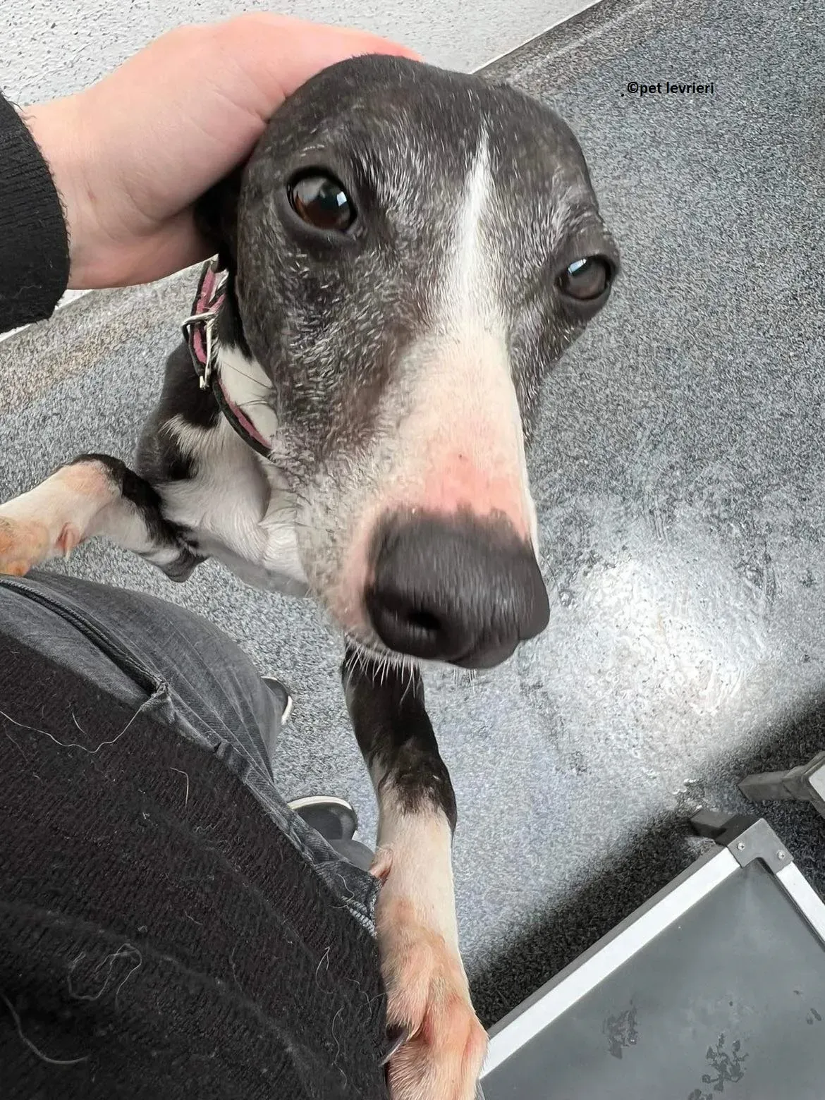 Wilma adozione levriero whippet1