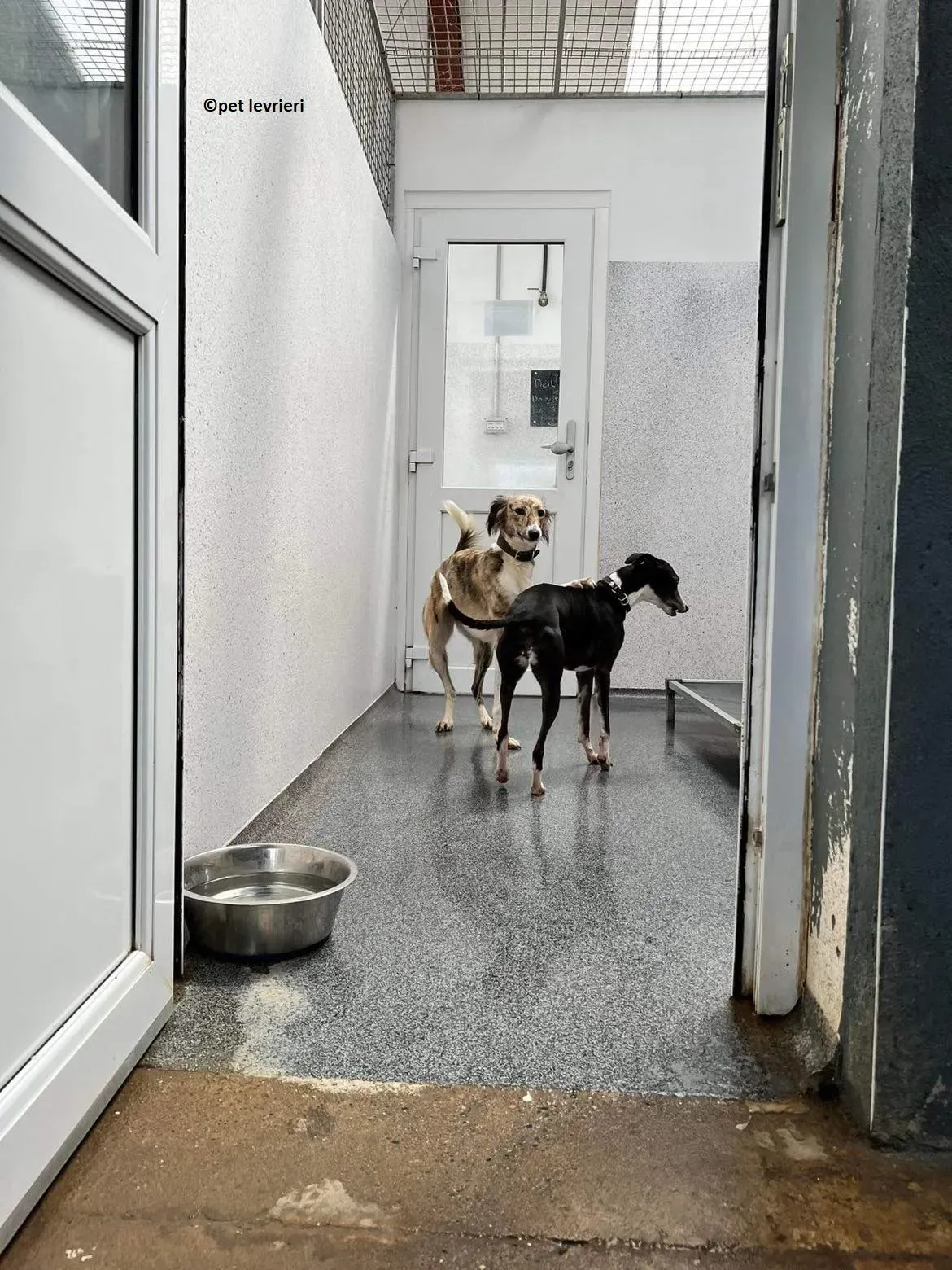 Wilma adozione levriero whippet10