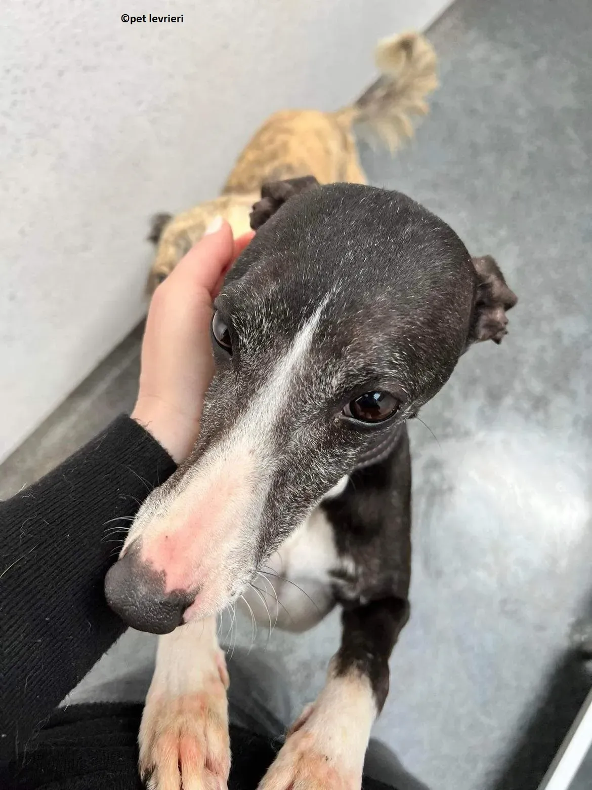 Wilma adozione levriero whippet2