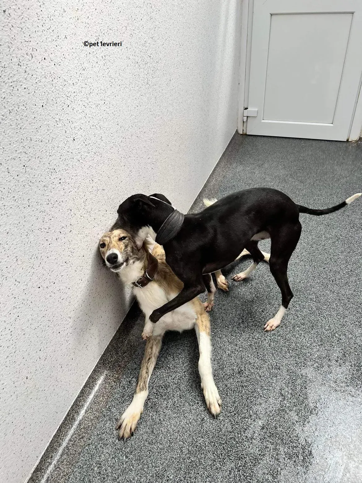 Wilma adozione levriero whippet3