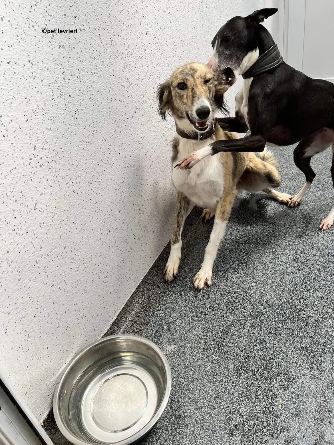 Wilma adozione levriero whippet4