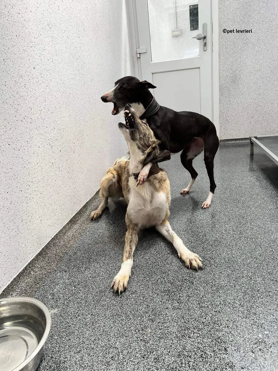 Wilma adozione levriero whippet5