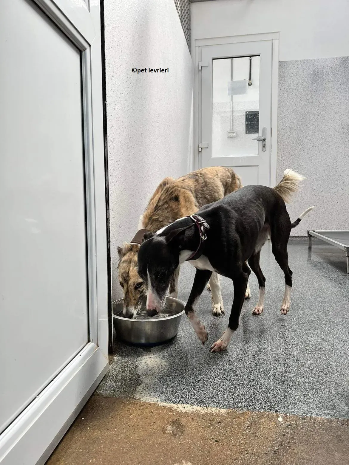 Wilma adozione levriero whippet6