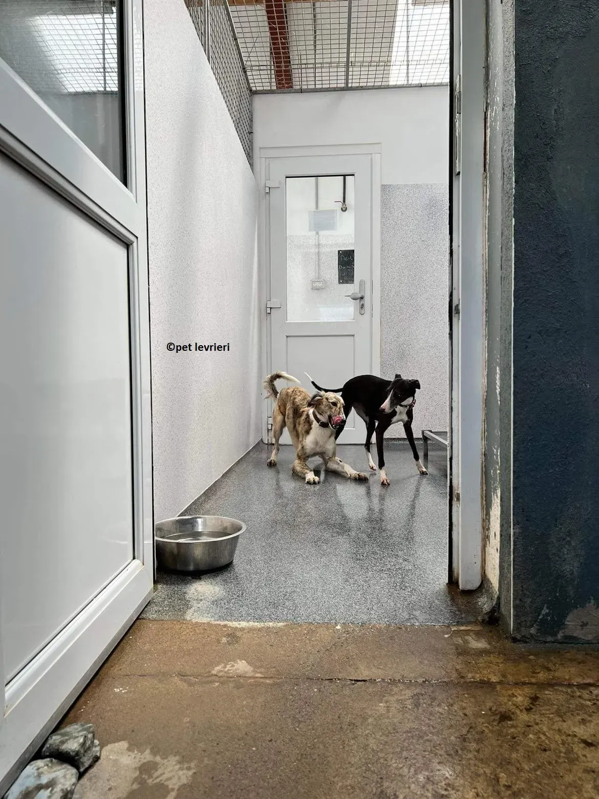 Wilma adozione levriero whippet7