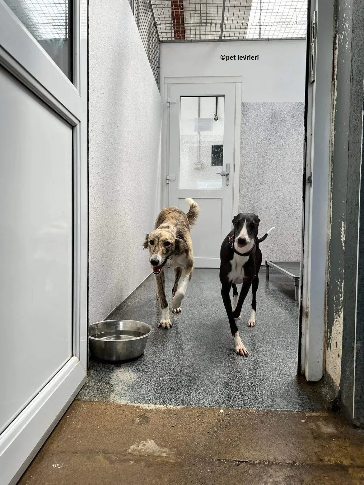 Wilma adozione levriero whippet8