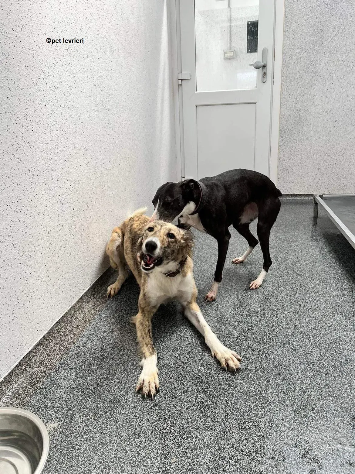 Wilma adozione levriero whippet9