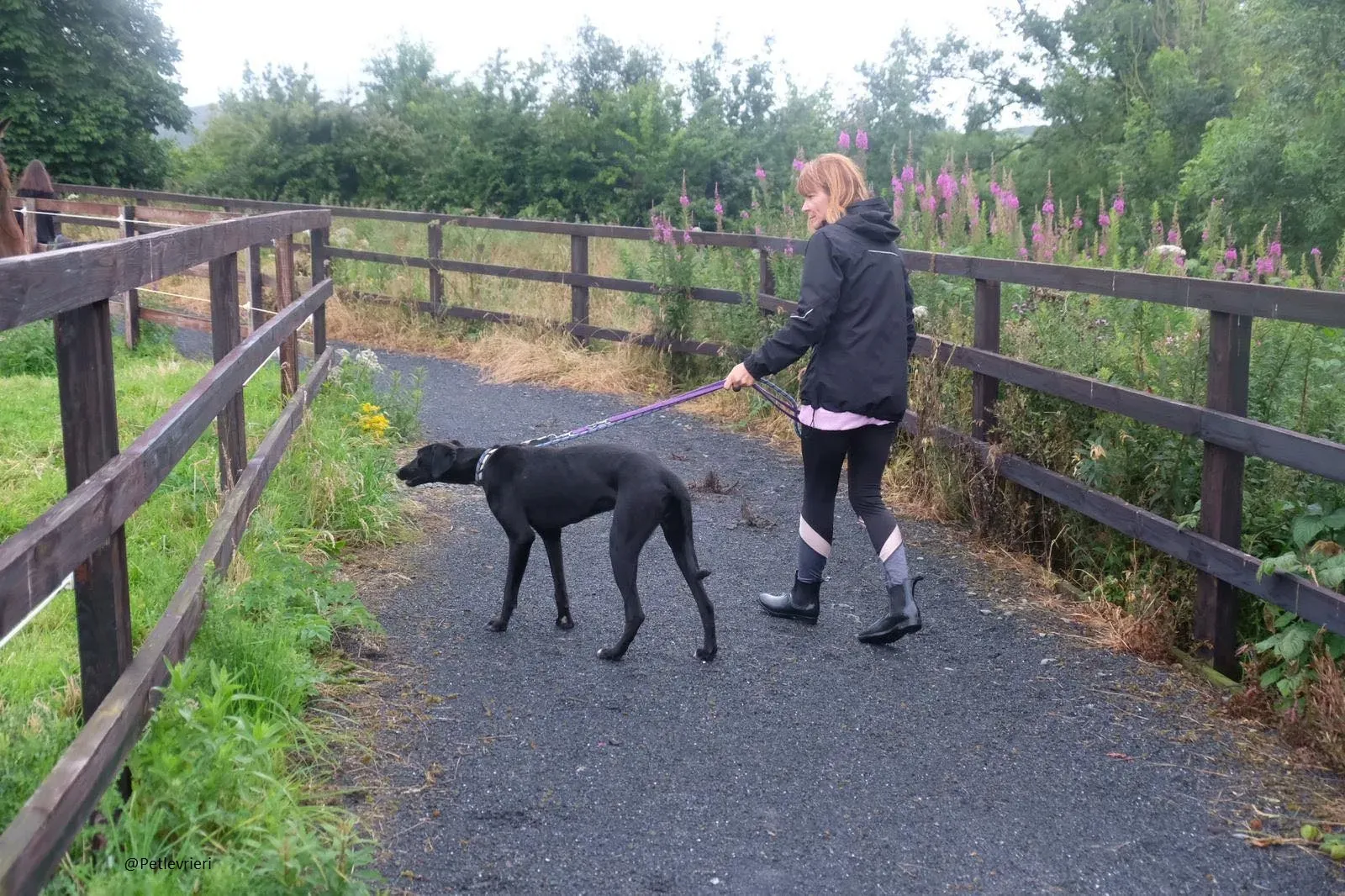 Wilson Lurcher adozione levrieri pet 1