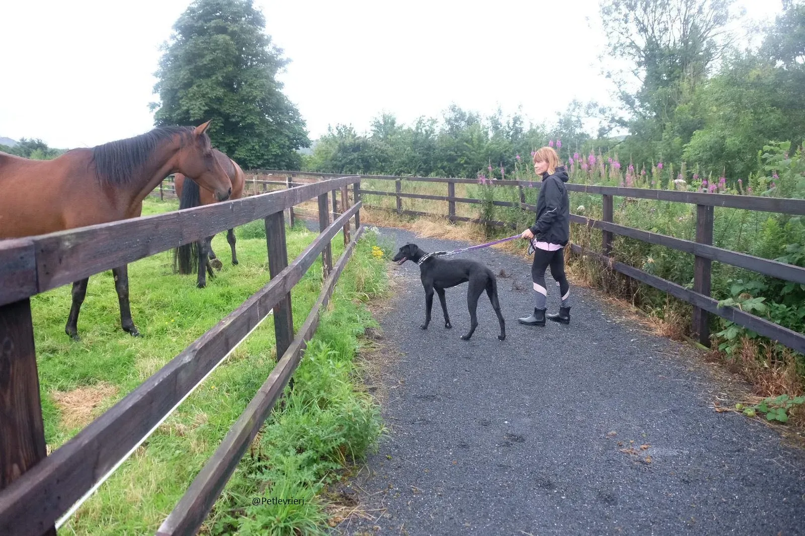 Wilson Lurcher adozione levrieri pet 2