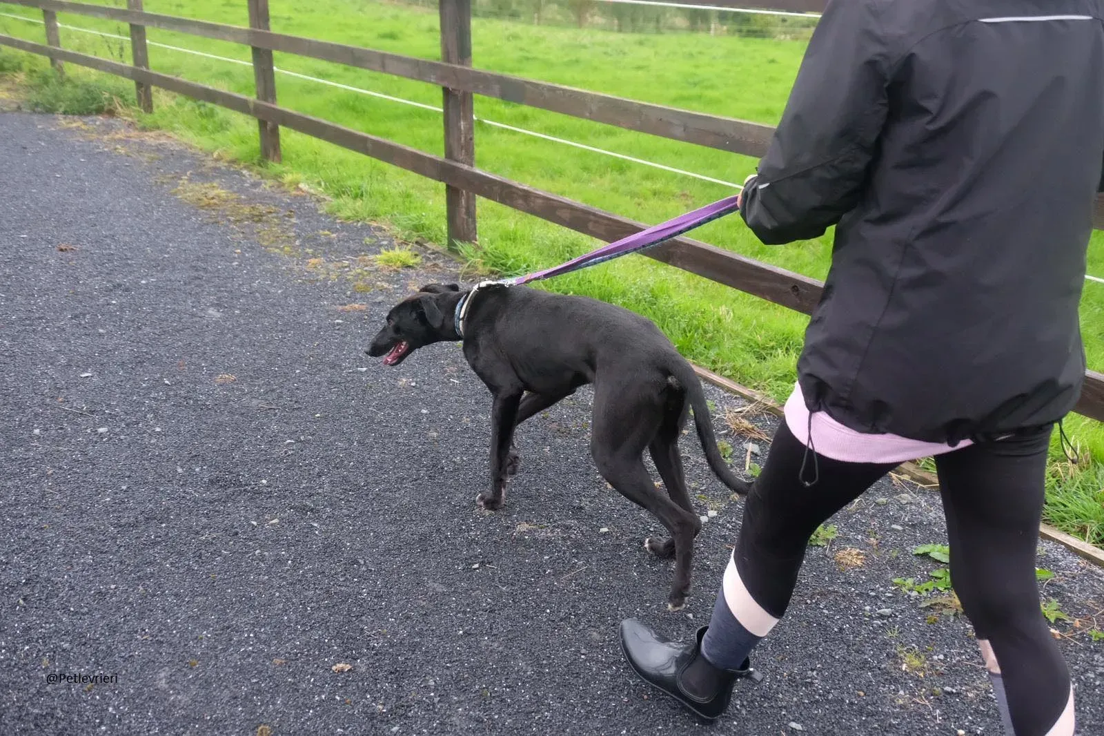 Wilson Lurcher adozione levrieri pet 3