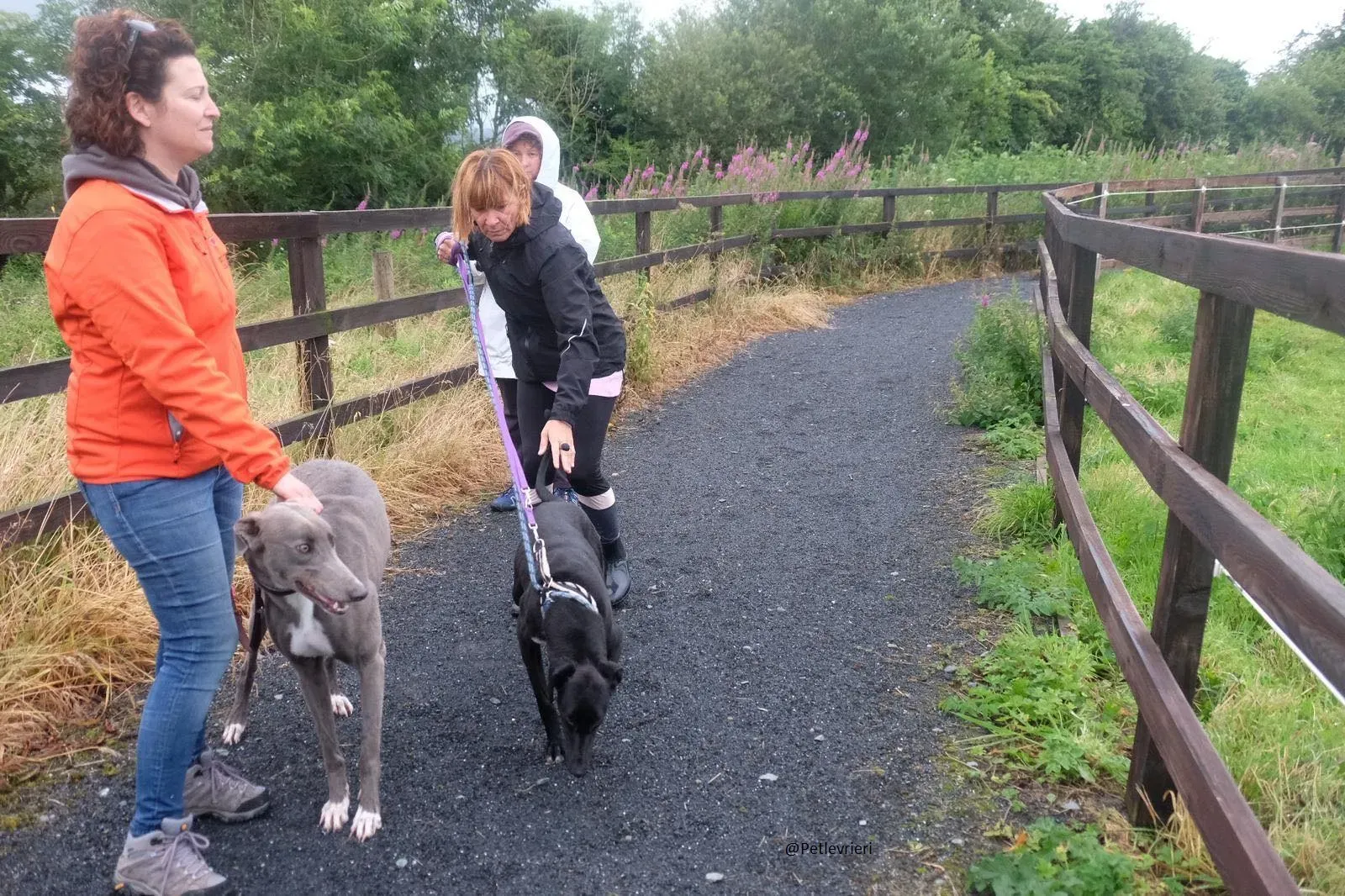 Wilson Lurcher adozione levrieri pet 4