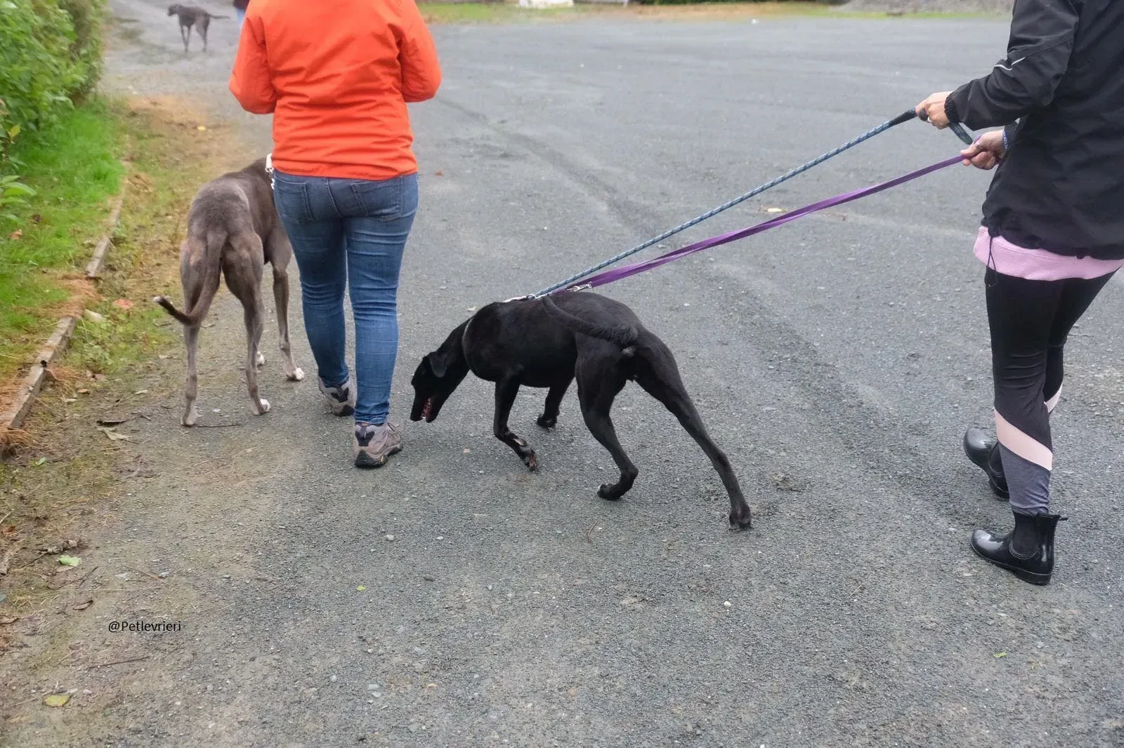 Wilson Lurcher adozione levrieri pet 5