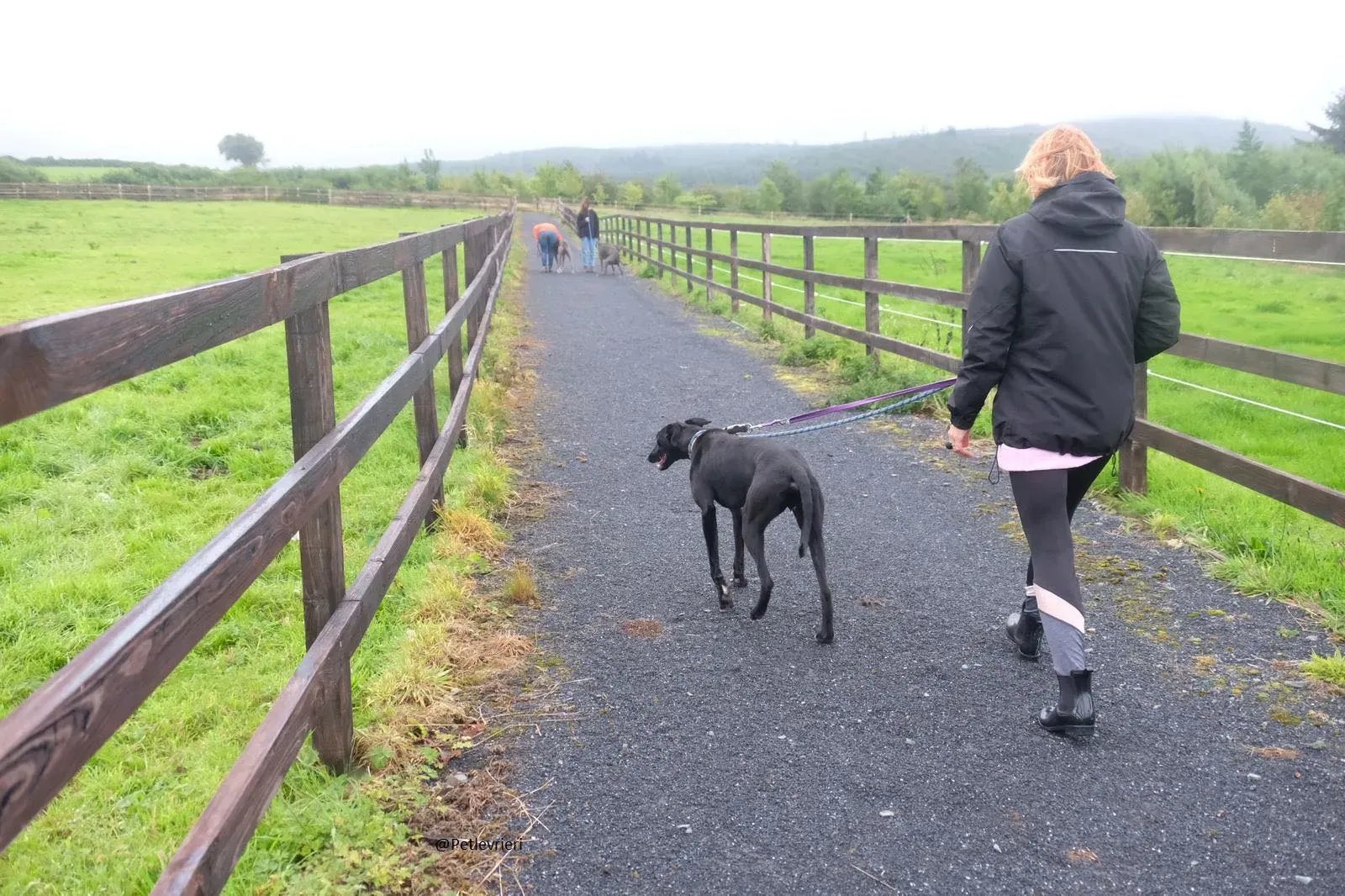 Wilson Lurcher adozione levrieri pet 6