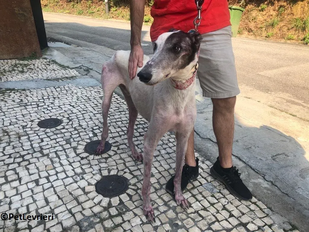 WinnerLover adozione levrieri greyhound macao 1 1