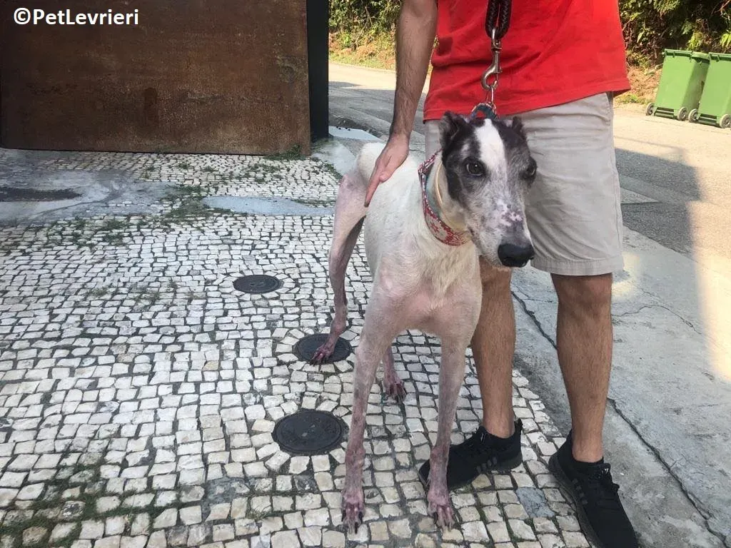 WinnerLover adozione levrieri greyhound macao 2 1