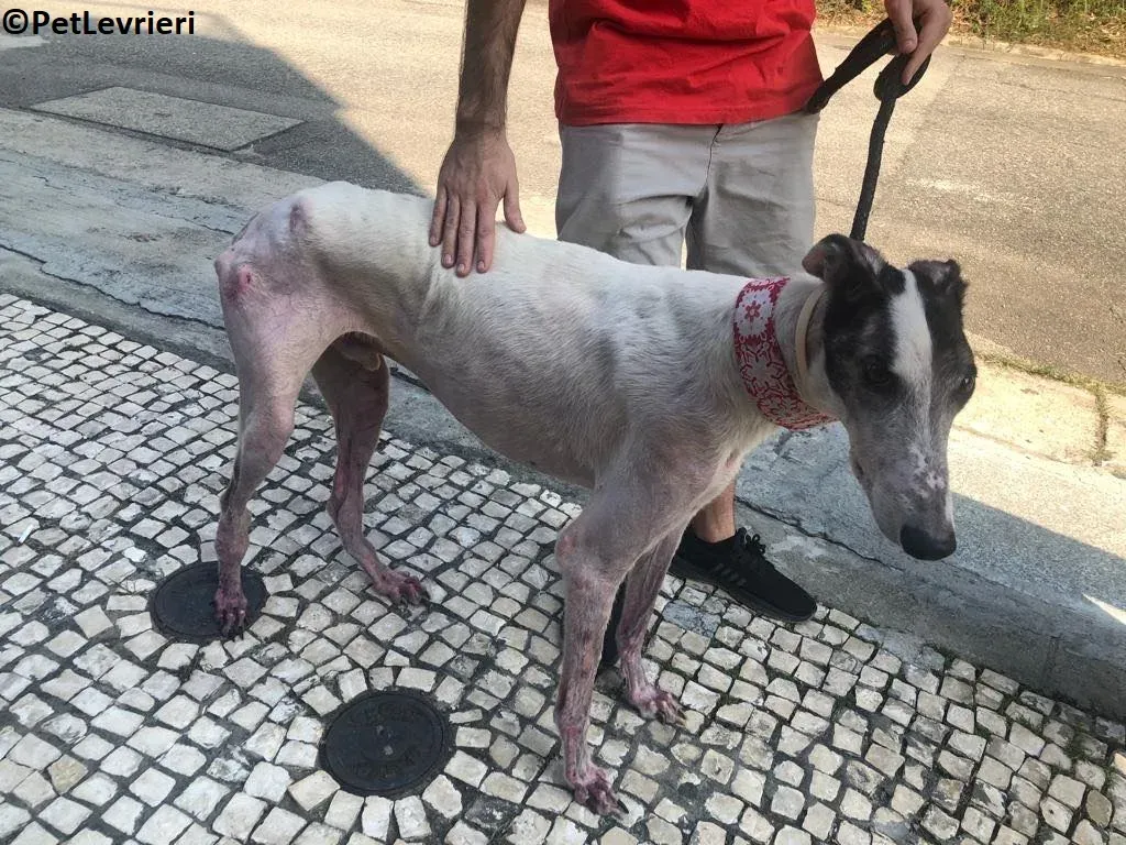 WinnerLover adozione levrieri greyhound macao 3 1