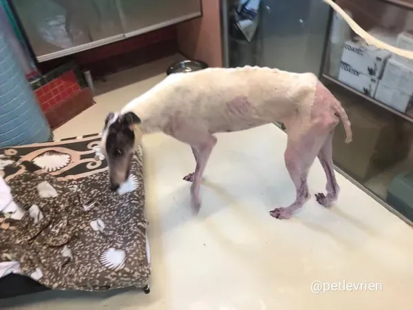 WinnerLover adozione levrieri greyhound macao 4