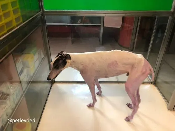 WinnerLover adozione levrieri greyhound macao 5