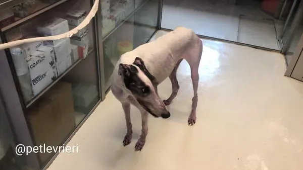 WinnerLover adozione levrieri greyhound macao 6