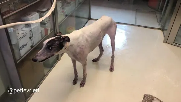 WinnerLover adozione levrieri greyhound macao 7