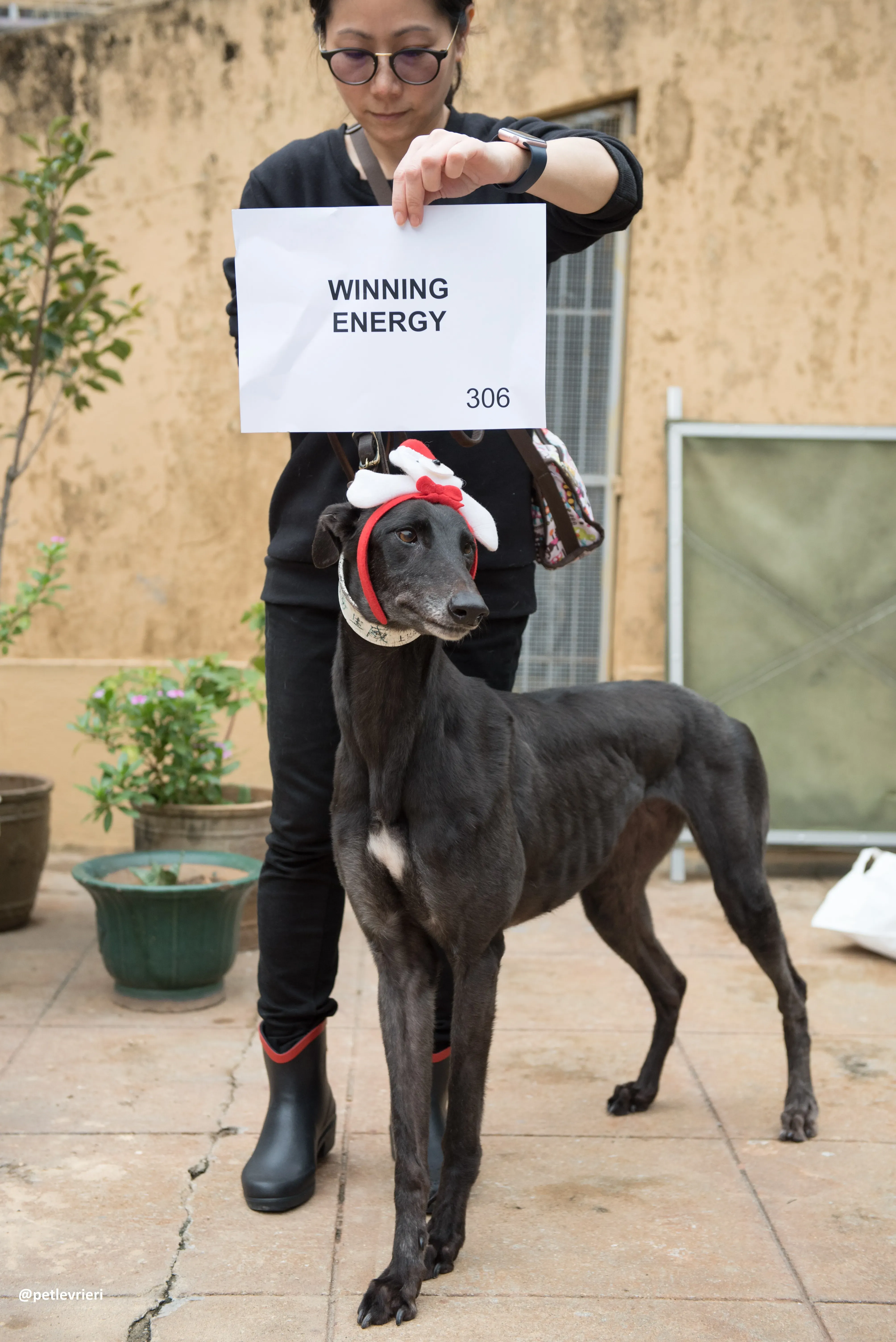 WinningEnergy adozione greyhound macao 1