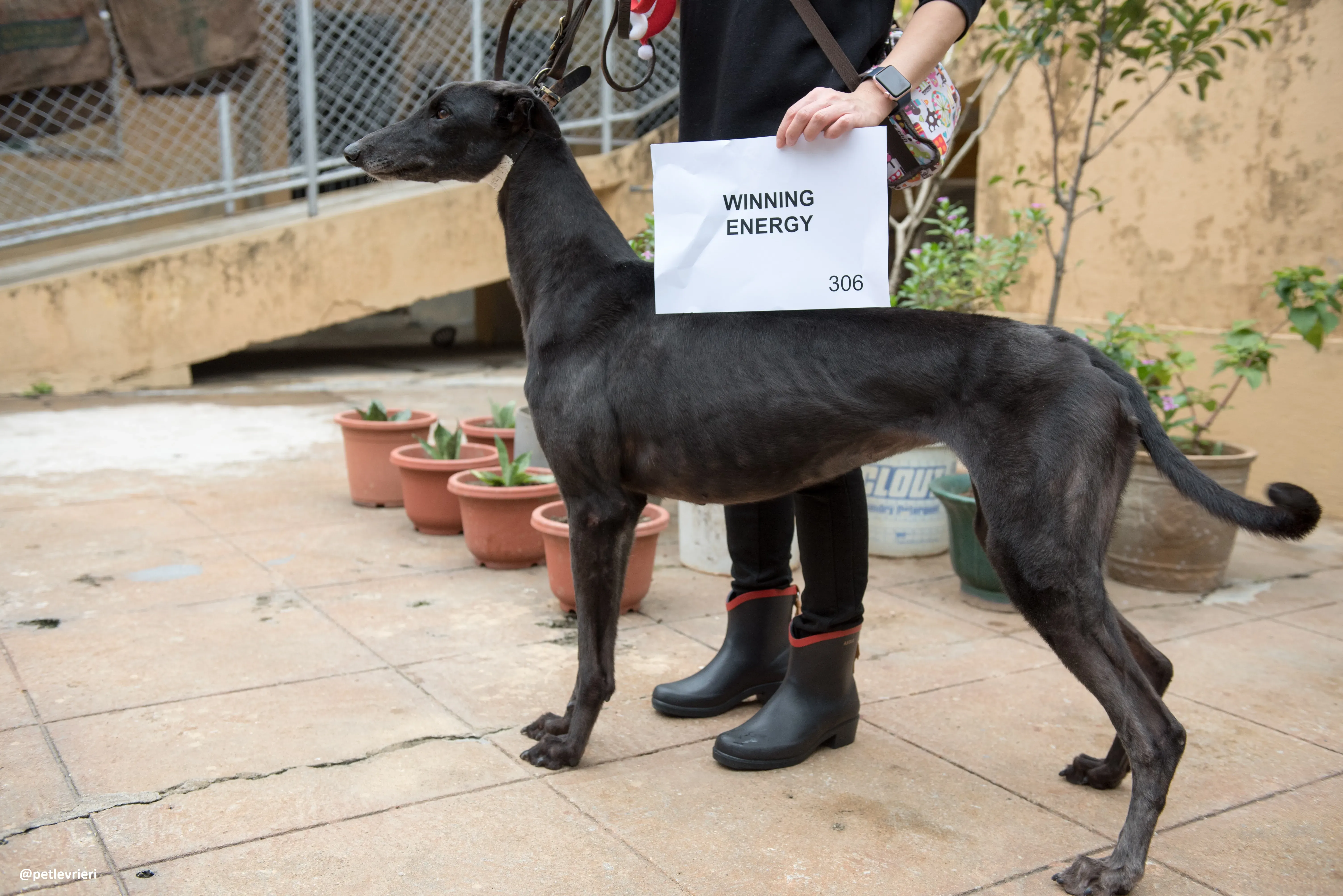 WinningEnergy adozione greyhound macao 2