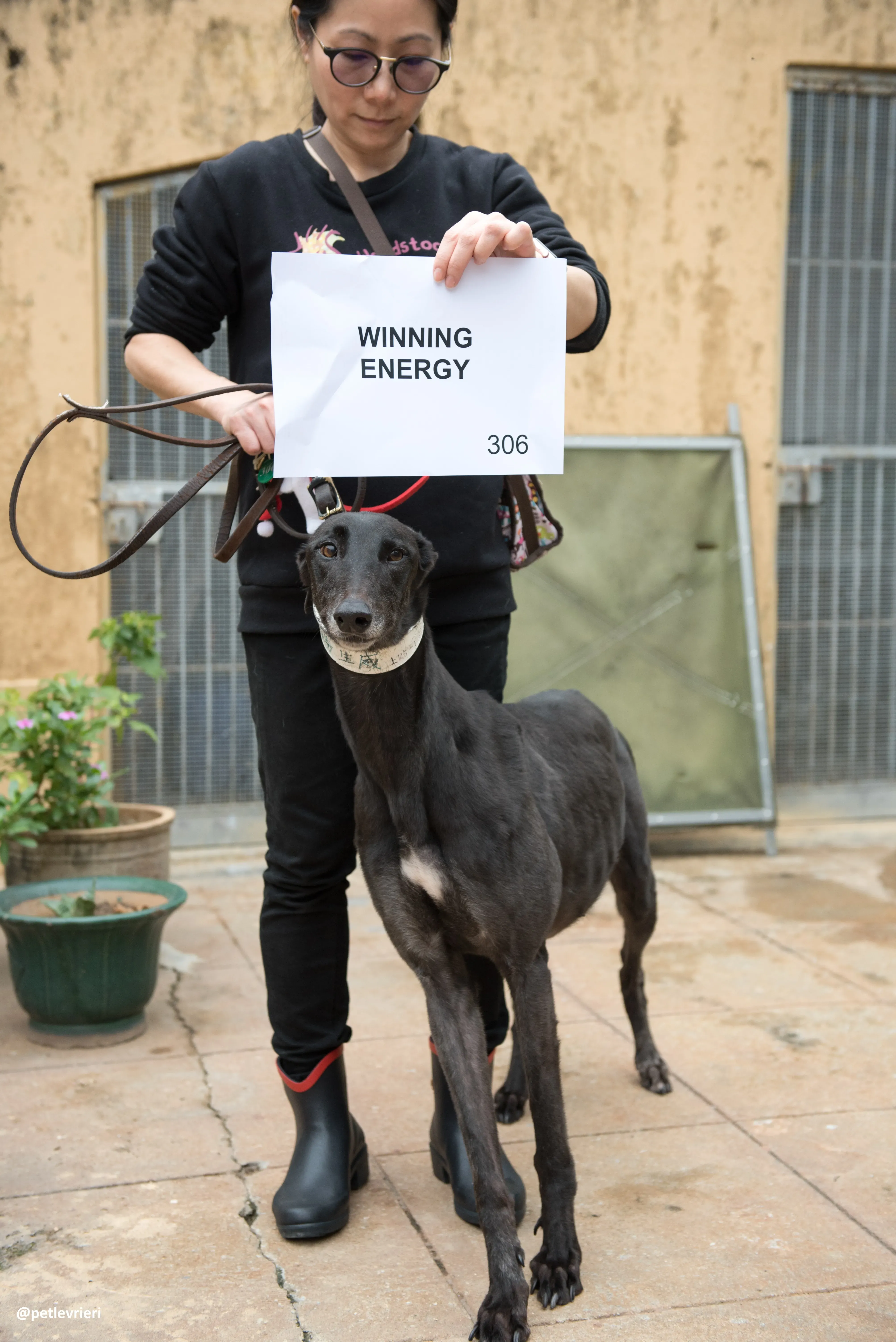 WinningEnergy adozione greyhound macao