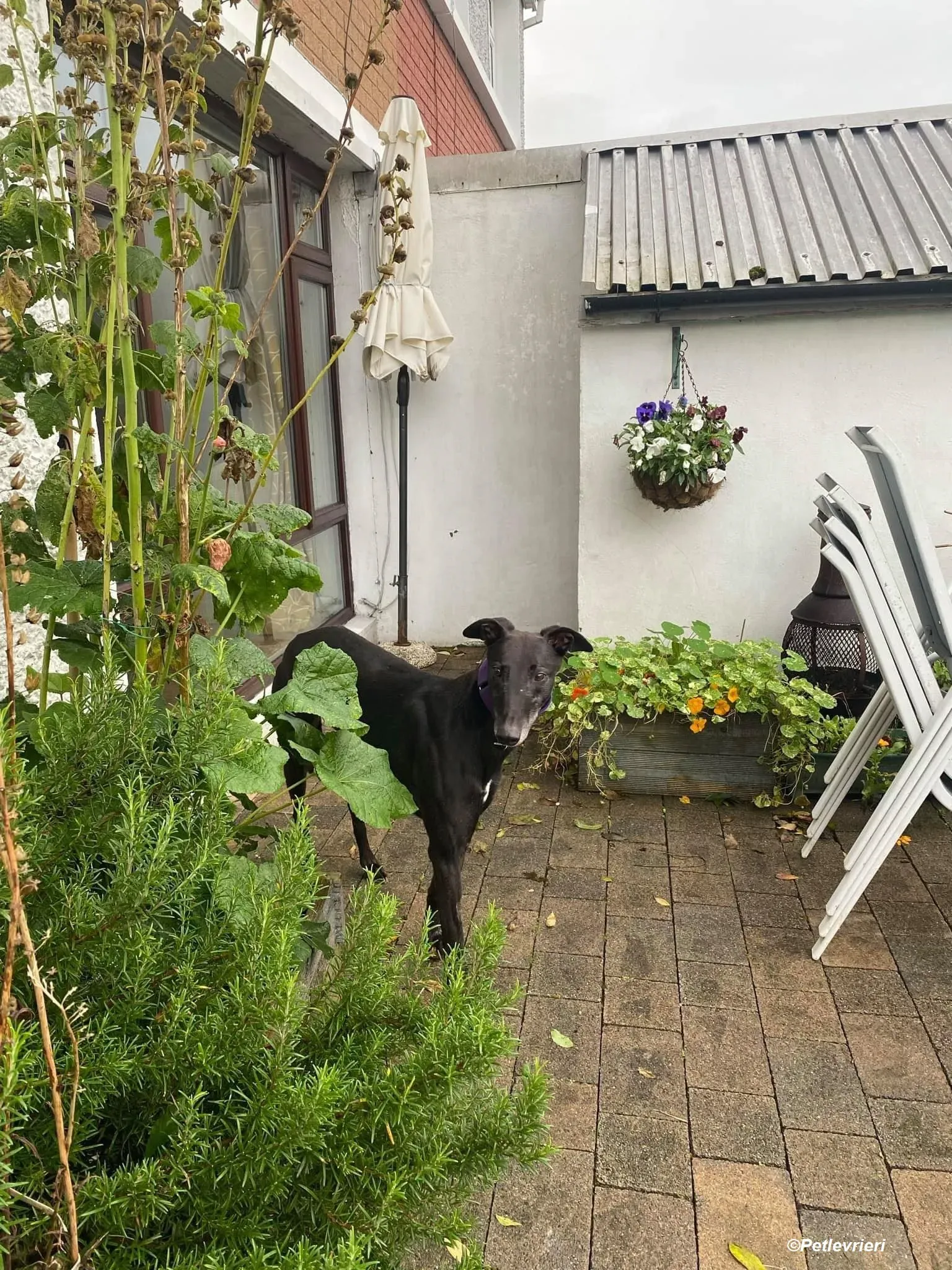 Winston adozione levrieri greyhound 1