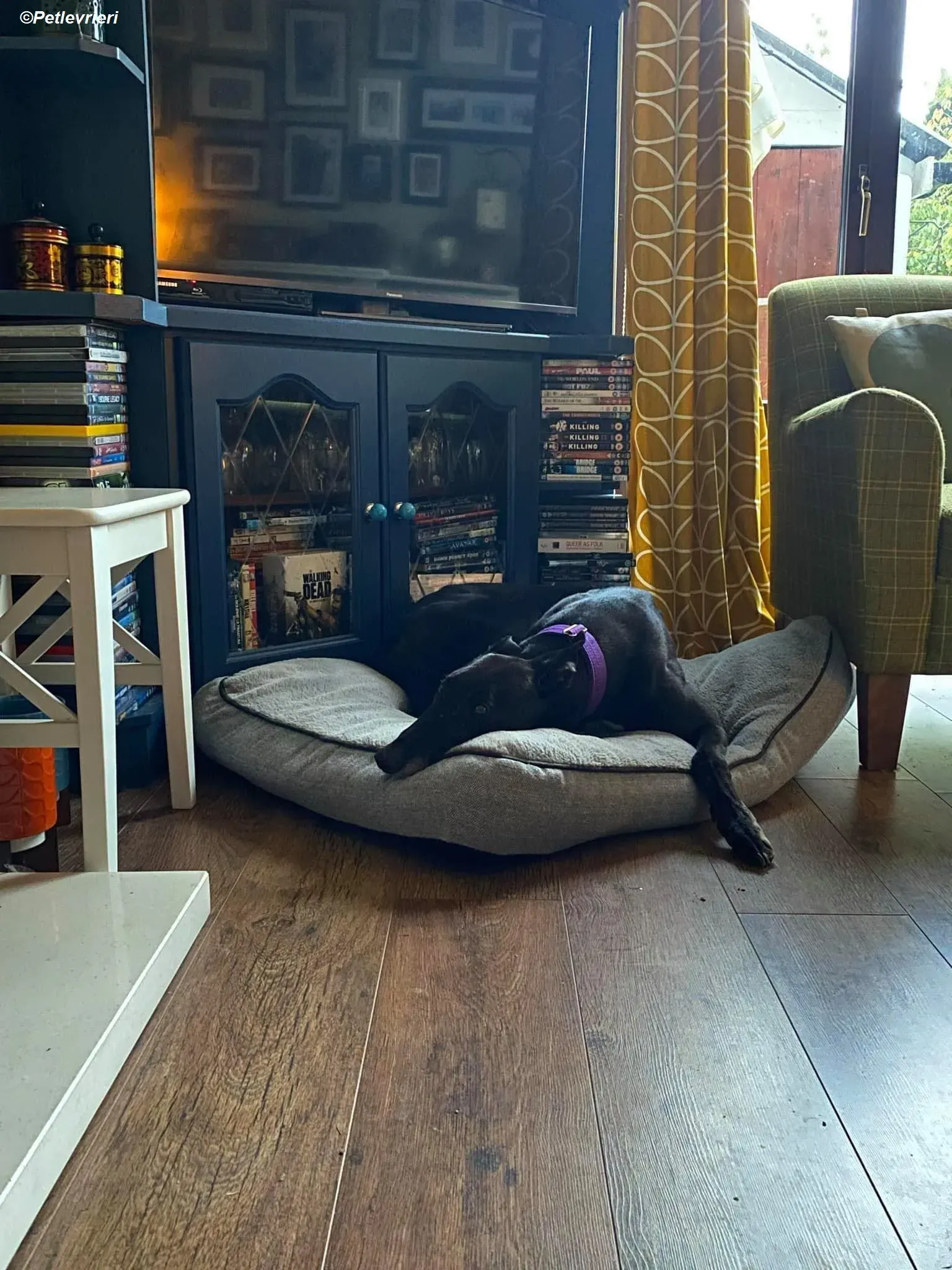 Winston adozione levrieri greyhound 10