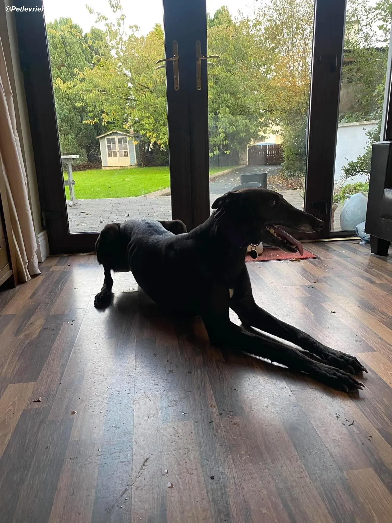 Winston adozione levrieri greyhound 11