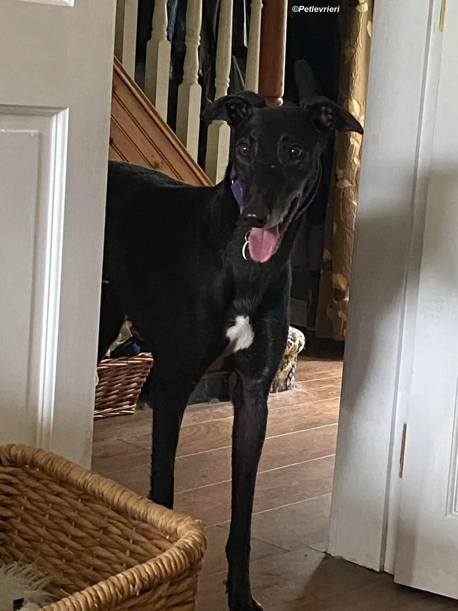 Winston adozione levrieri greyhound 2