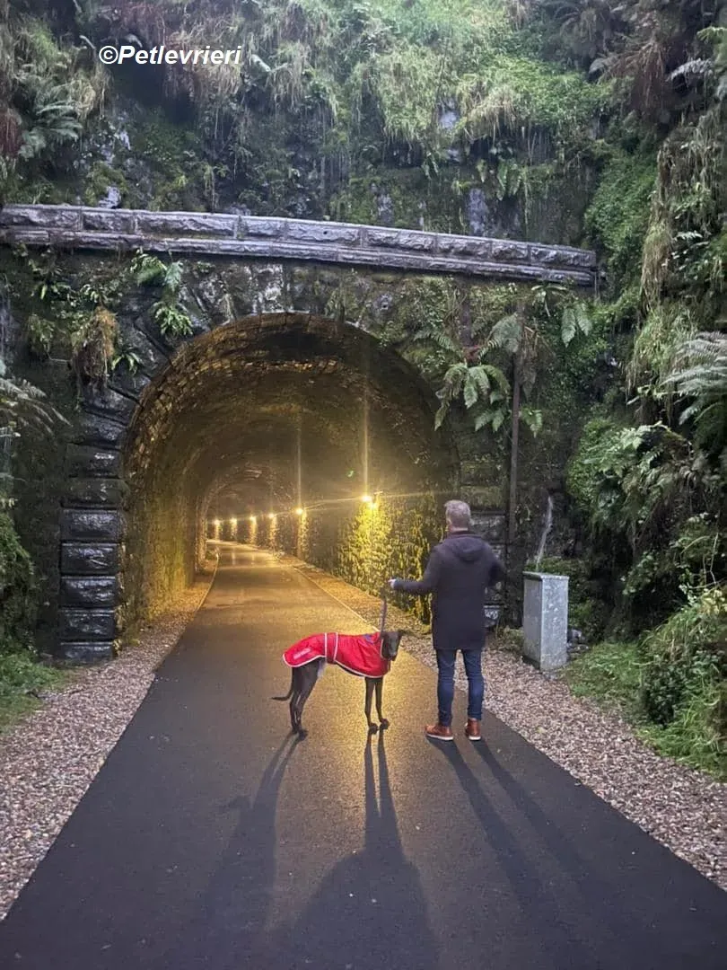 Winston adozione levrieri greyhound 3