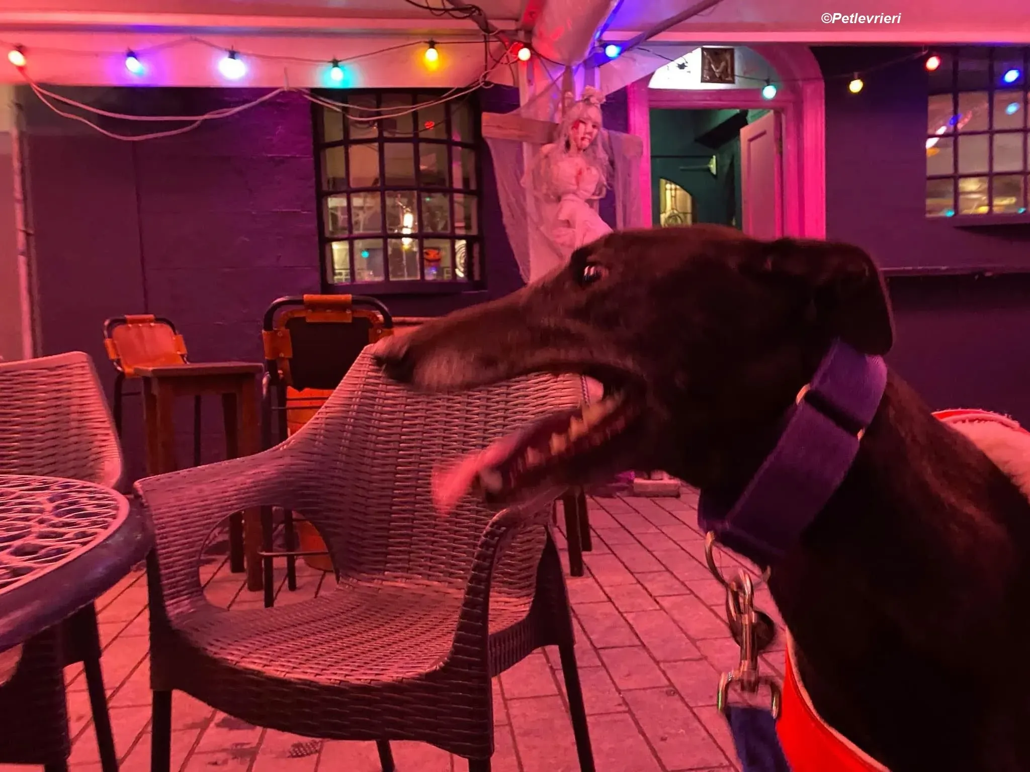 Winston adozione levrieri greyhound 4