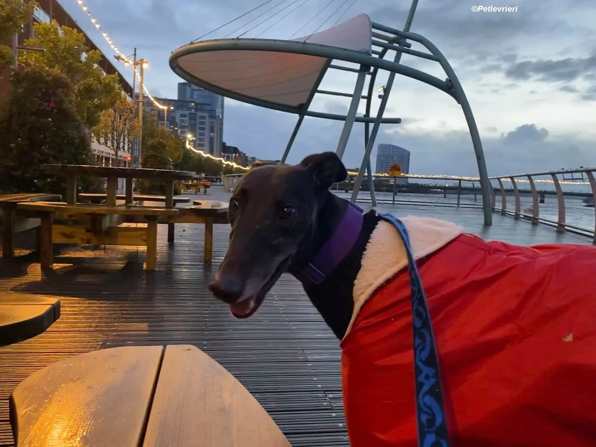 Winston adozione levrieri greyhound 5