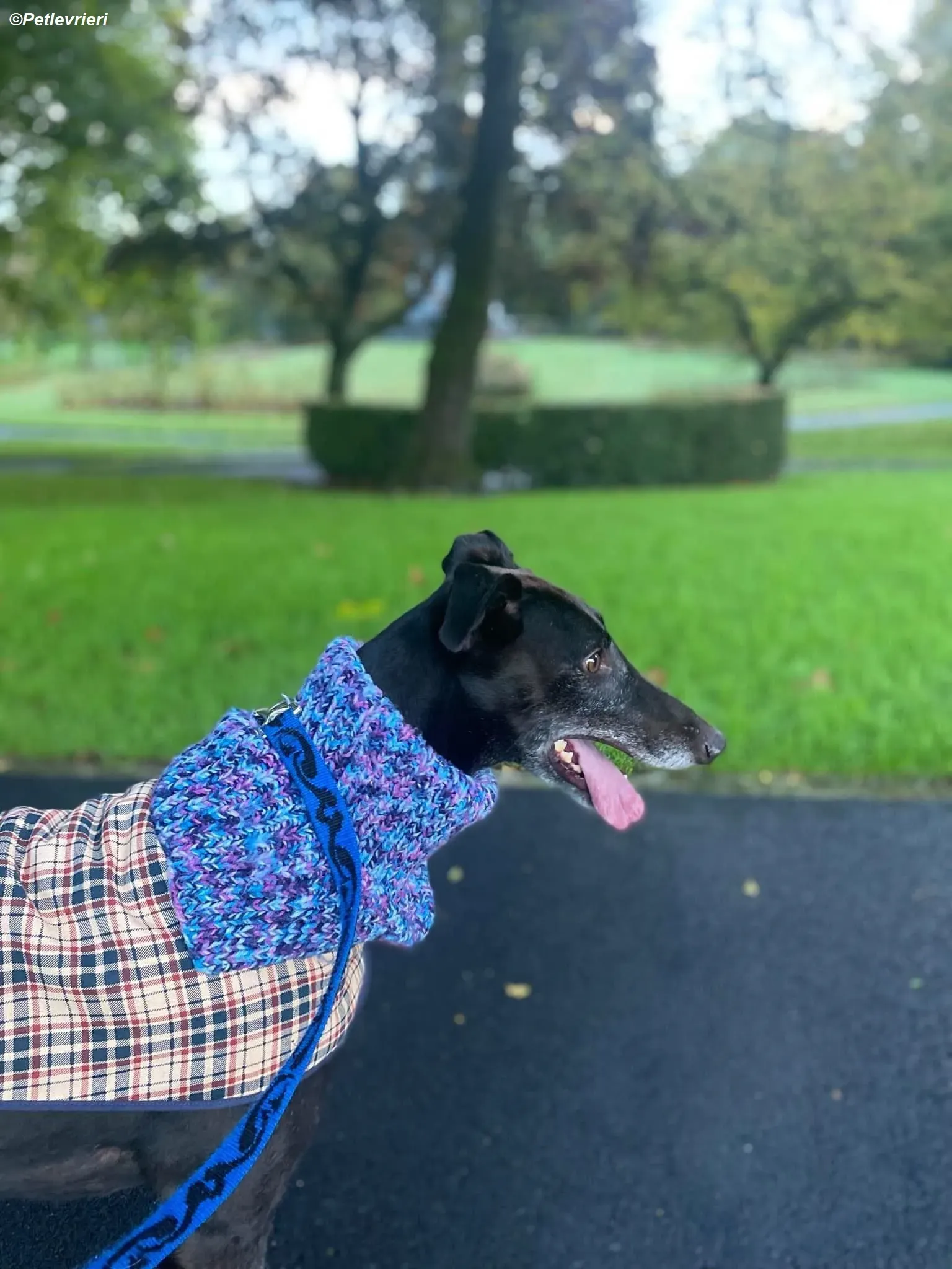 Winston adozione levrieri greyhound 6