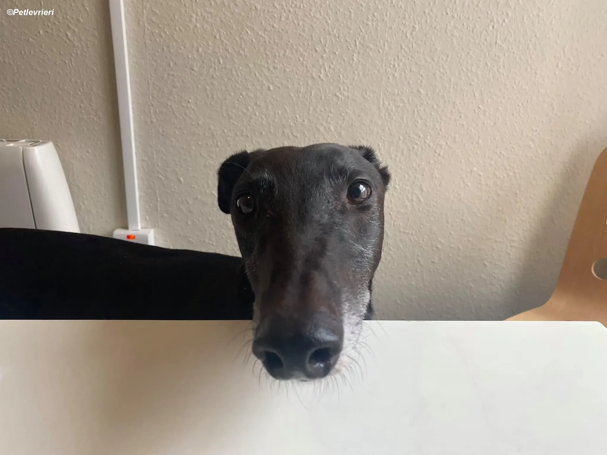 Winston adozione levrieri greyhound 7