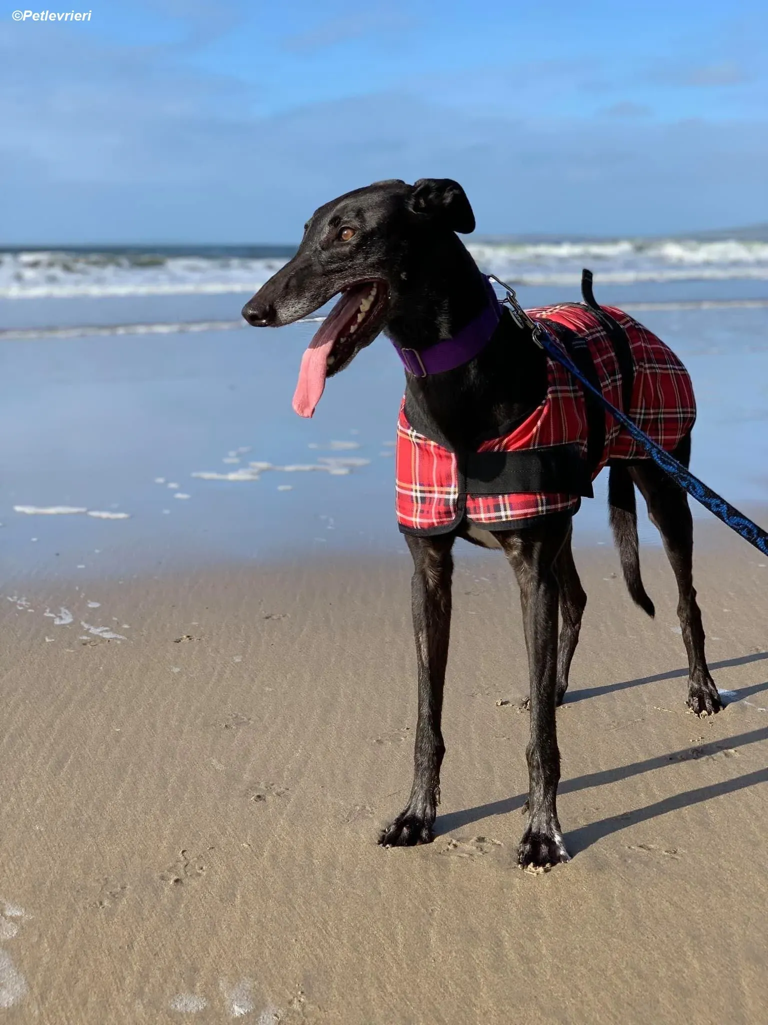 Winston adozione levrieri greyhound 8