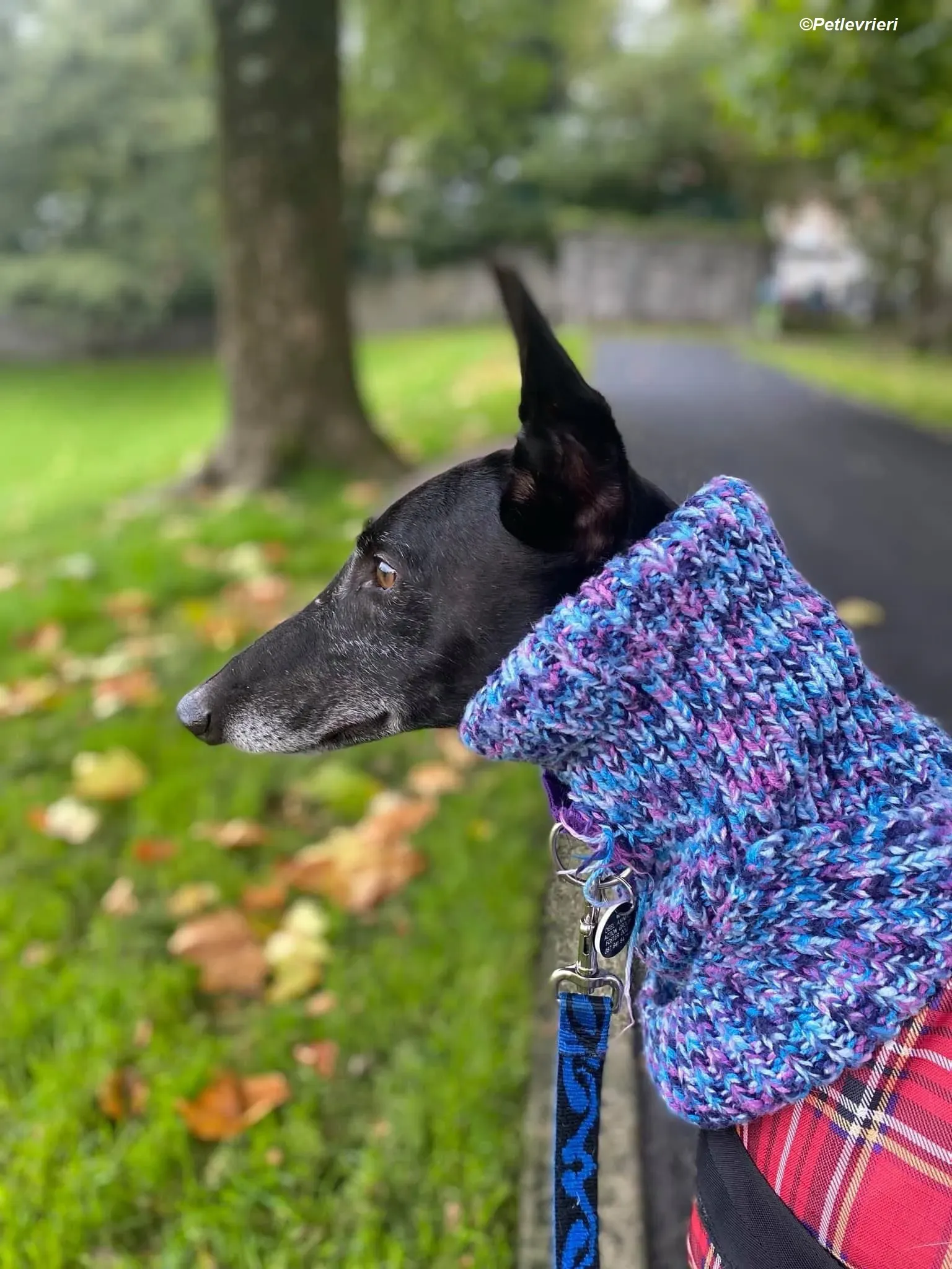 Winston adozione levrieri greyhound 9