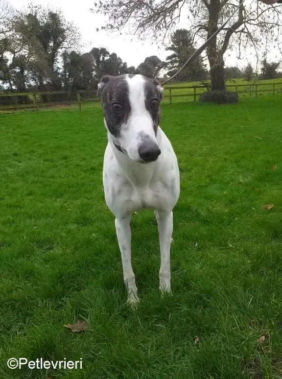 Wonder adozione levrieri greyhound 1