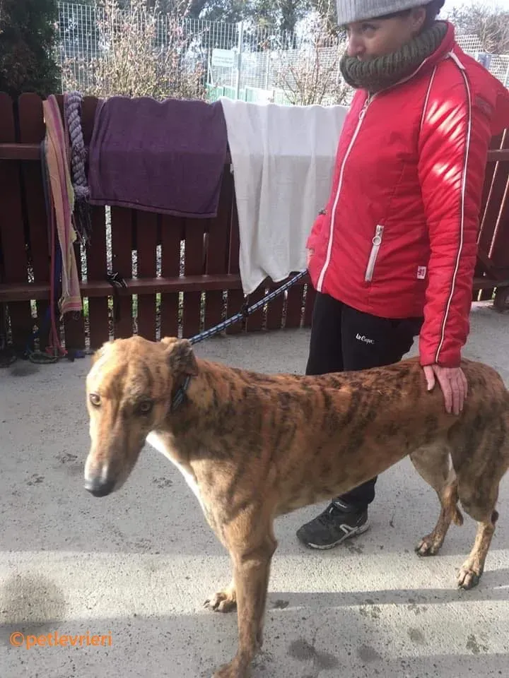 Wonder adozione levrieri greyhound 10