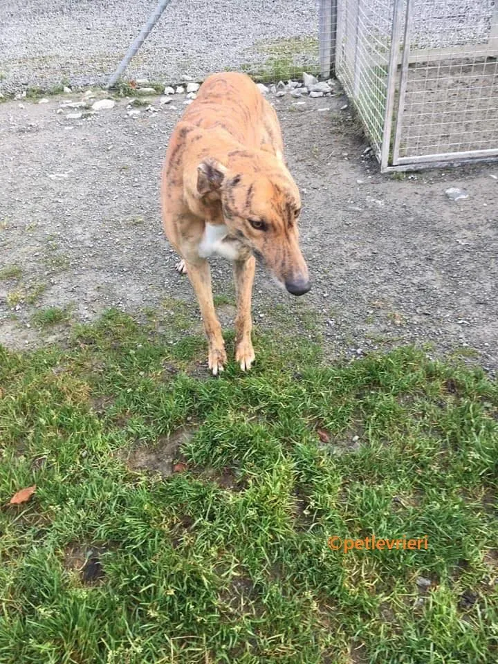 Wonder adozione levrieri greyhound 11