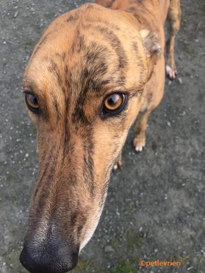 Wonder adozione levrieri greyhound 12