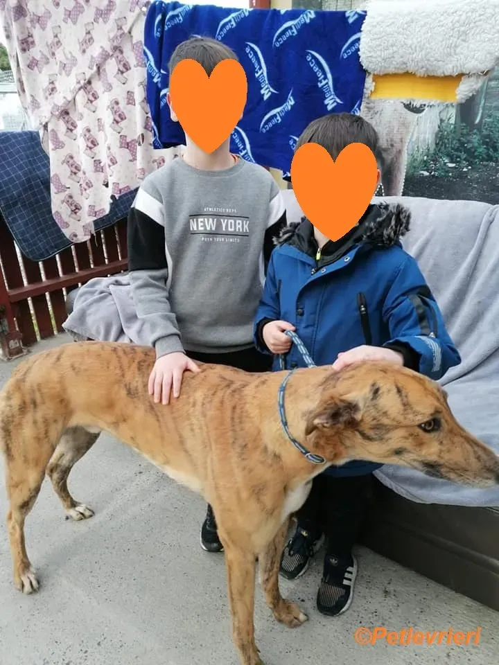 Wonder adozione levrieri greyhound 13