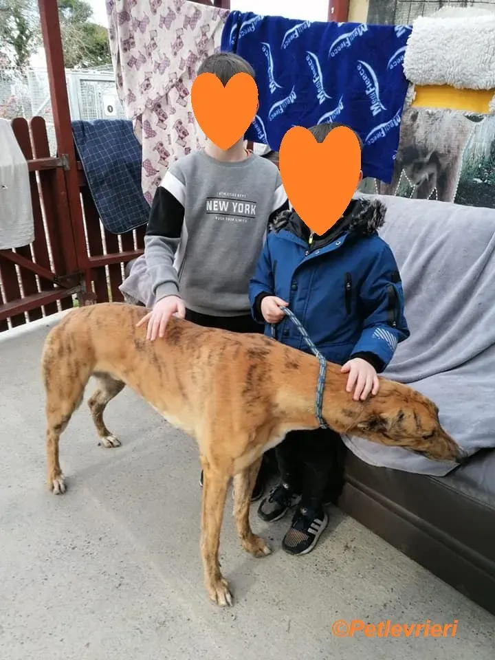Wonder adozione levrieri greyhound 14
