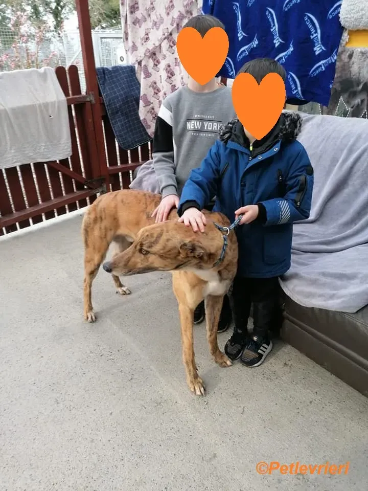 Wonder adozione levrieri greyhound 15