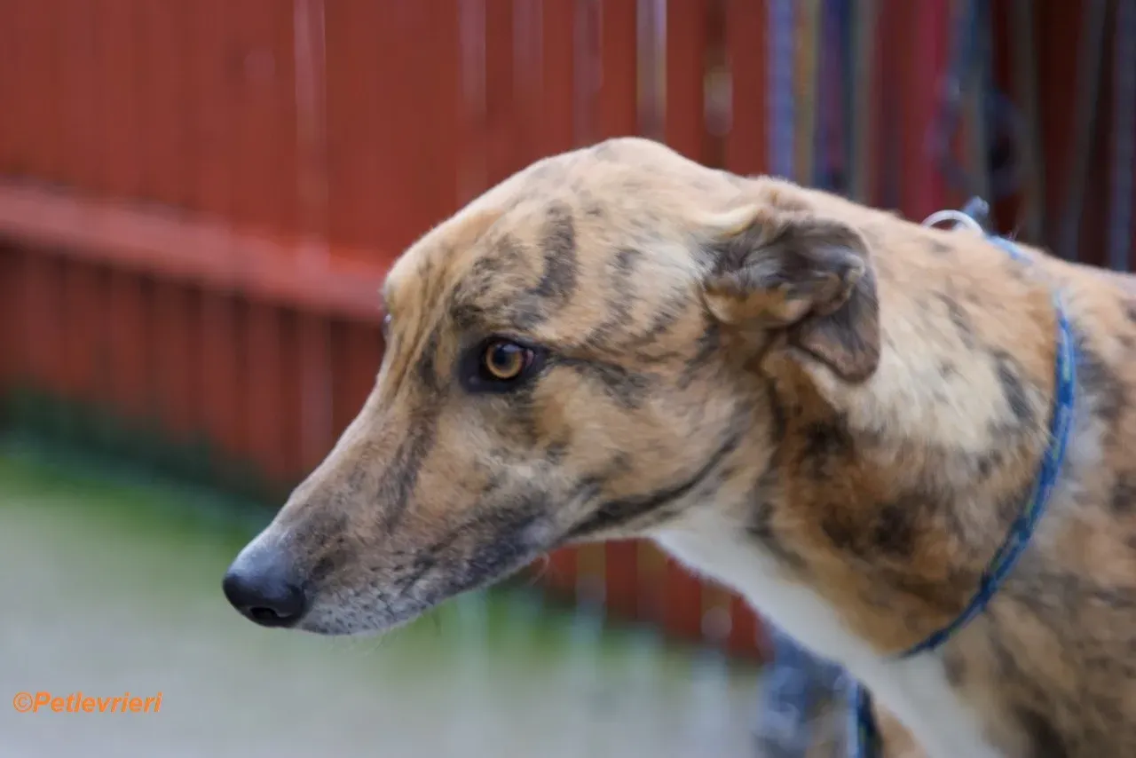 Wonder adozione levrieri greyhound 17