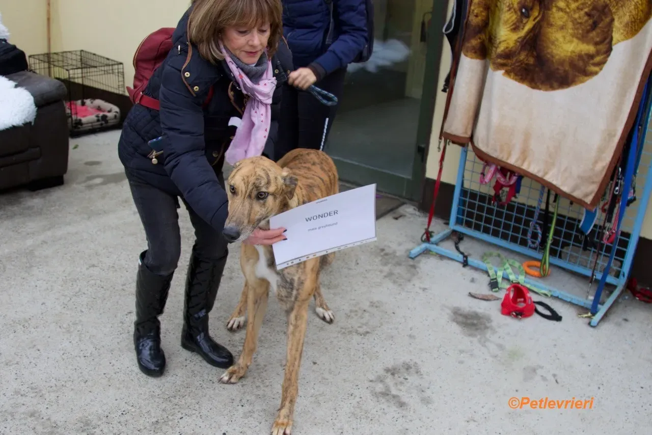 Wonder adozione levrieri greyhound 19